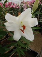 [3513 PO29 Monroe No102.JPG]